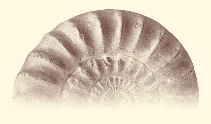 Bild eines Ammoniten