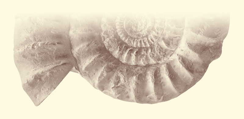 Bild eines Ammoniten
